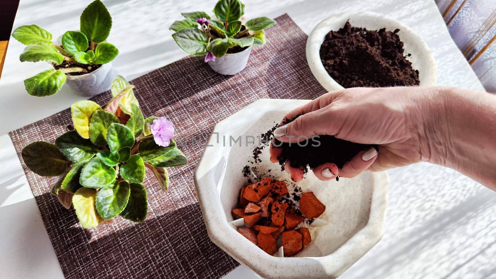 Hand of woman who Transplant and plant violet flower senpolia into a new pot. Home flower and care for it. Plants and creating comfort in the house