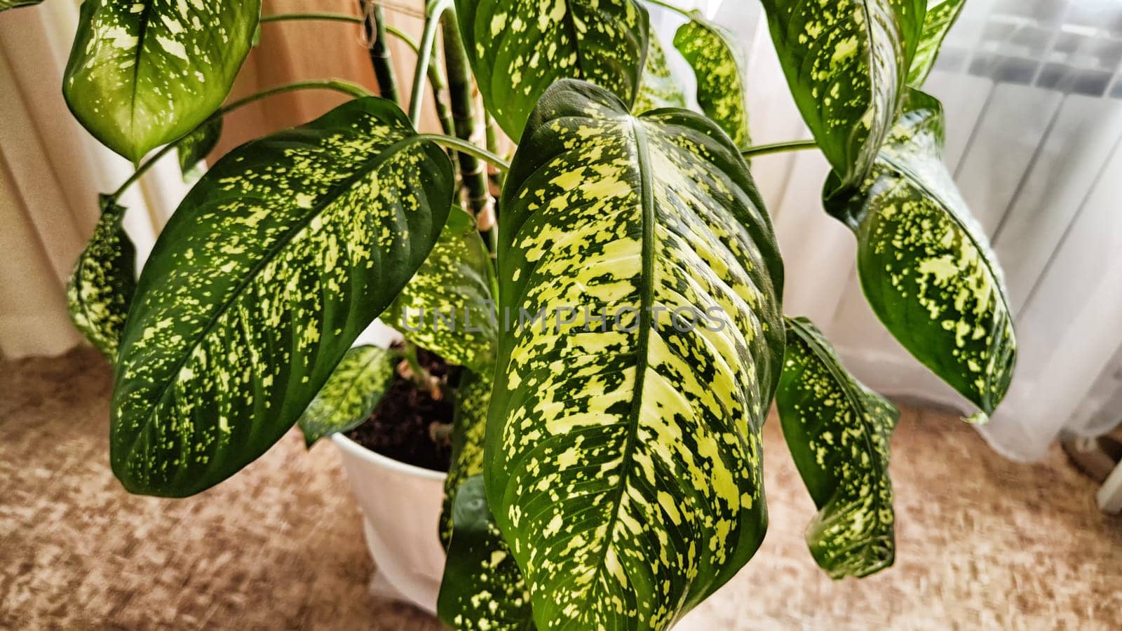 Dieffenbachia plant in a pot on a stool by the window. Retro interior in light colors. Background with plant with green leaves and fabric
