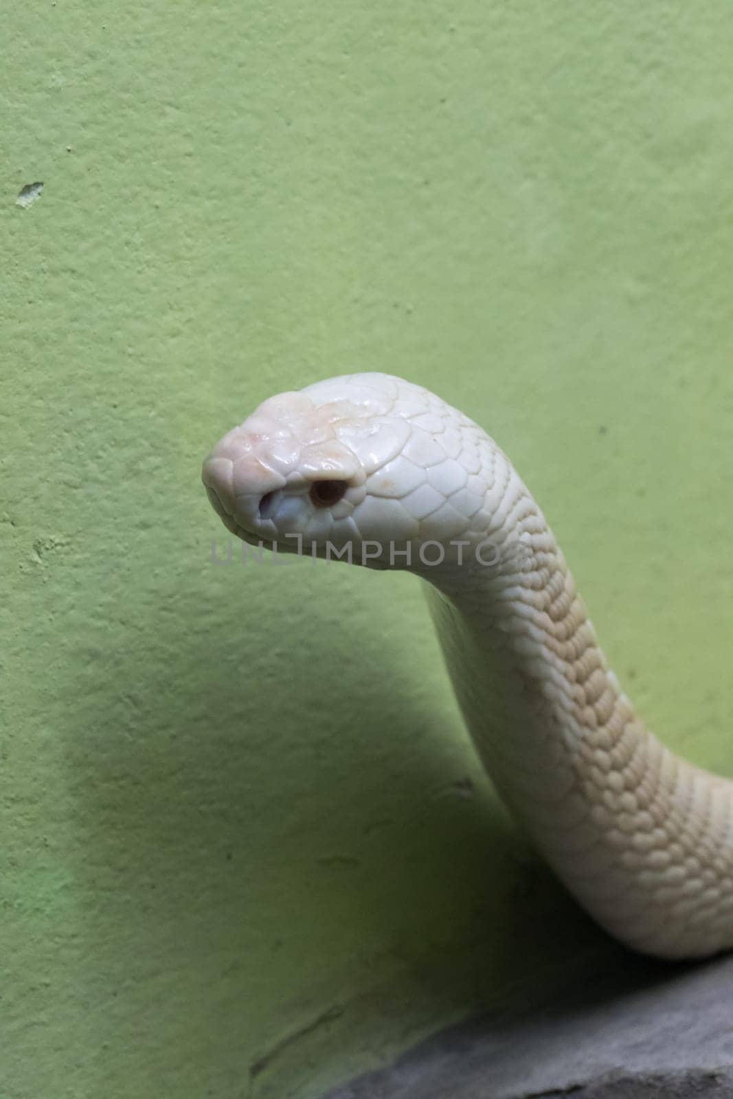 A white cobra looking through the glass closet in the zoo by Puripatt