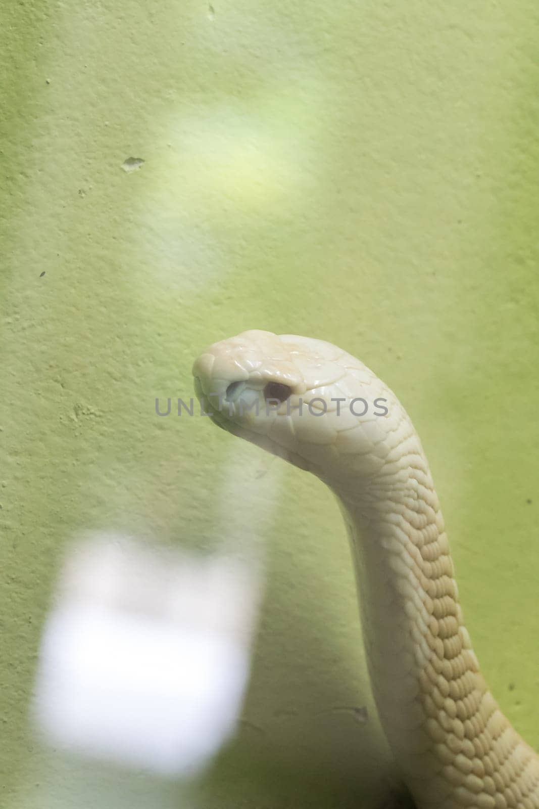 A white cobra in the zoo by Puripatt