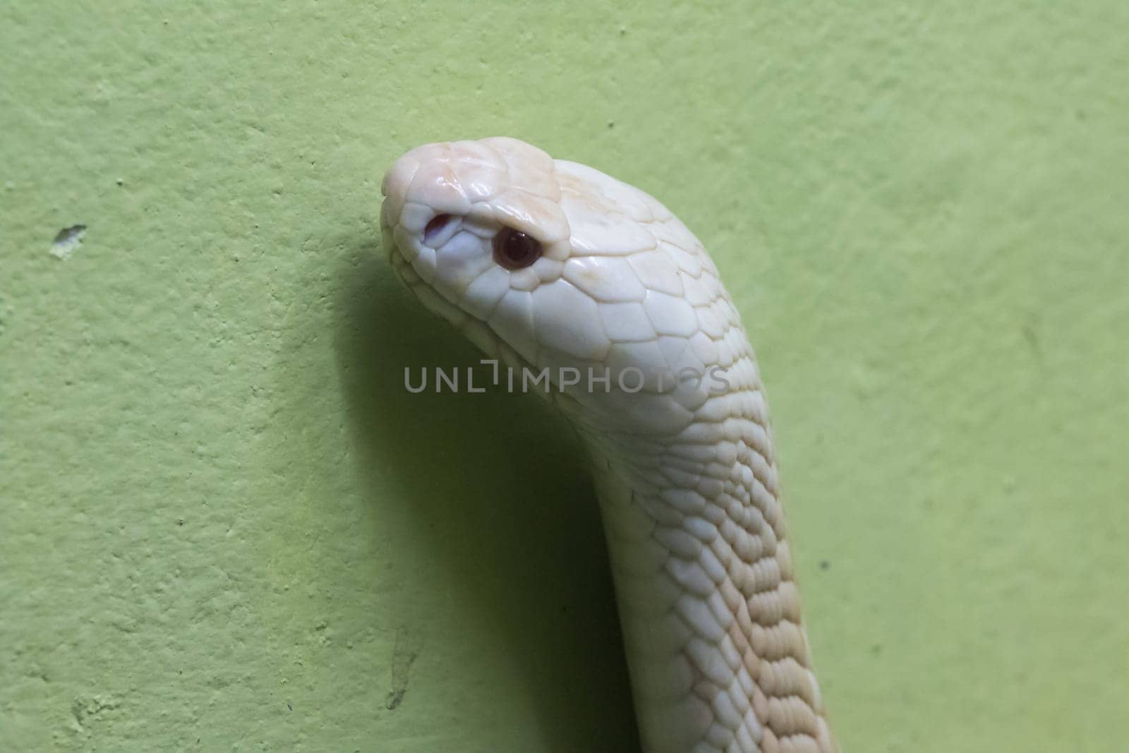 A white cobra looking through the glass closet in the zoo