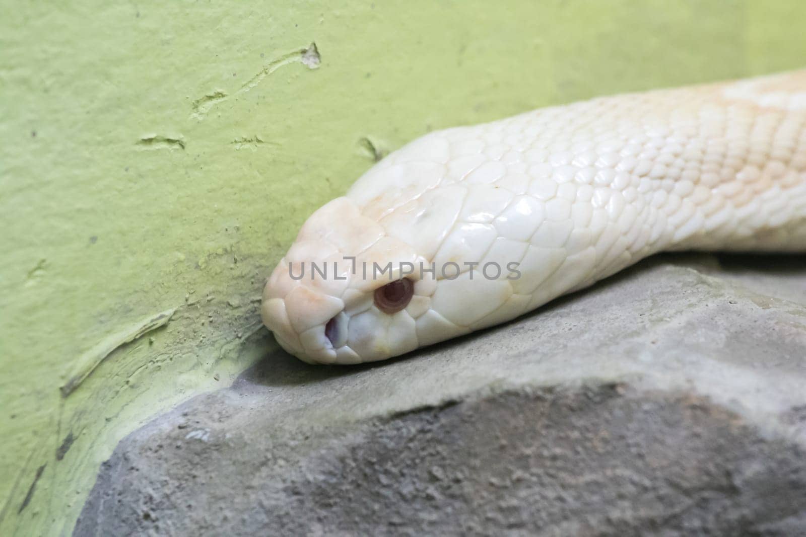 A white cobra in the zoo by Puripatt