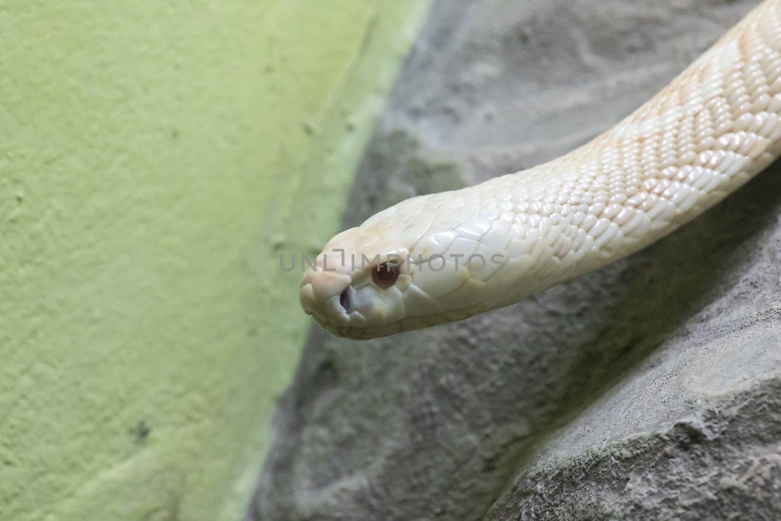 A white cobra  in the zoo by Puripatt