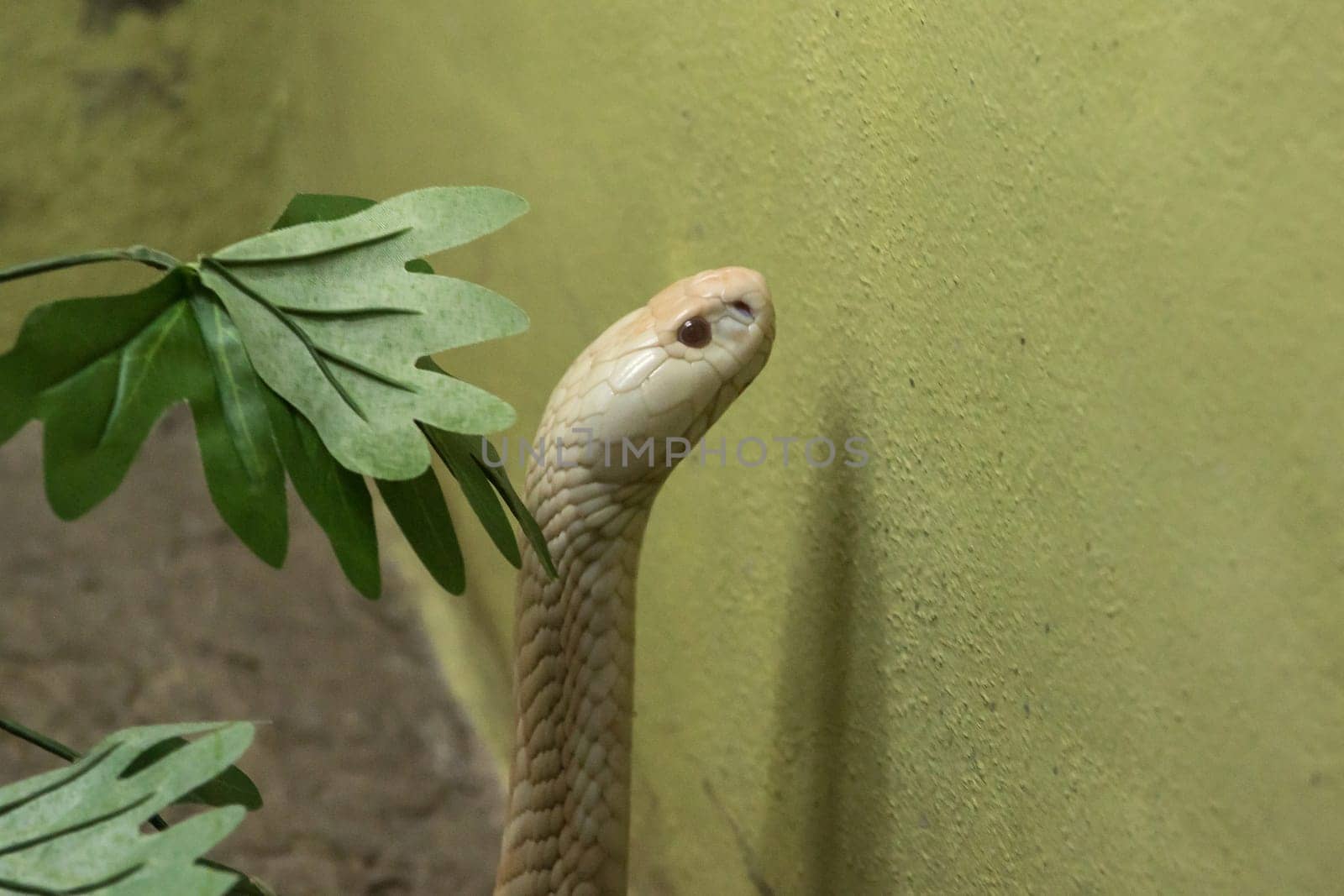 A white cobra  in the zoo by Puripatt