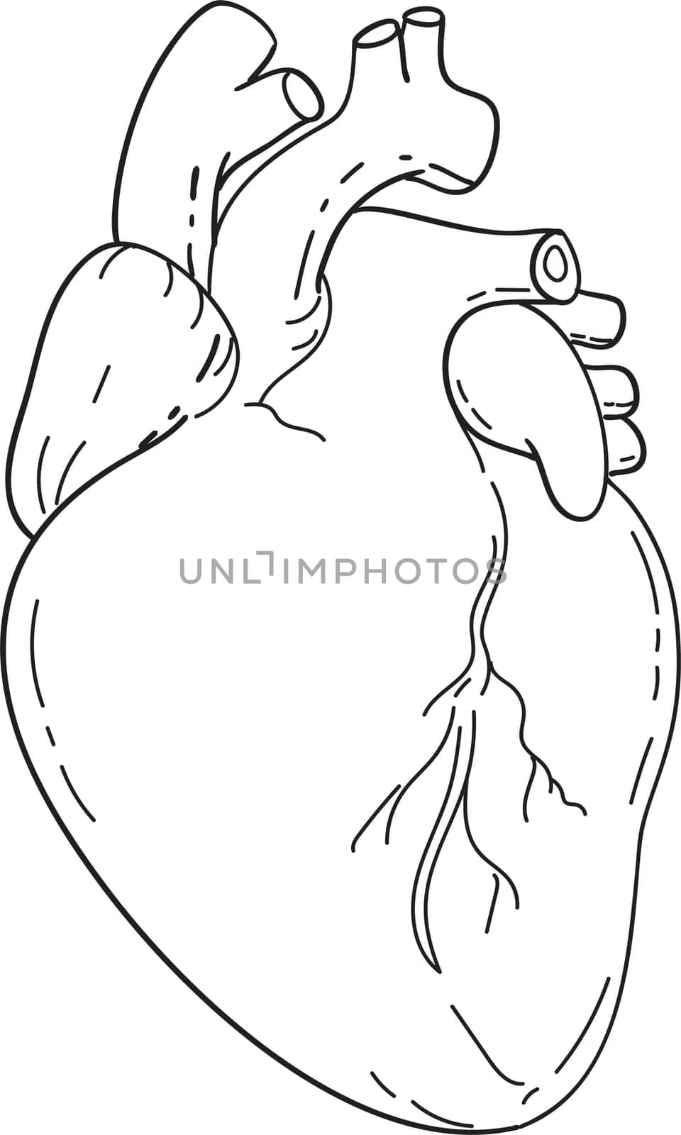 Human Heart Anatomy Mono Line Art Drawing by patrimonio