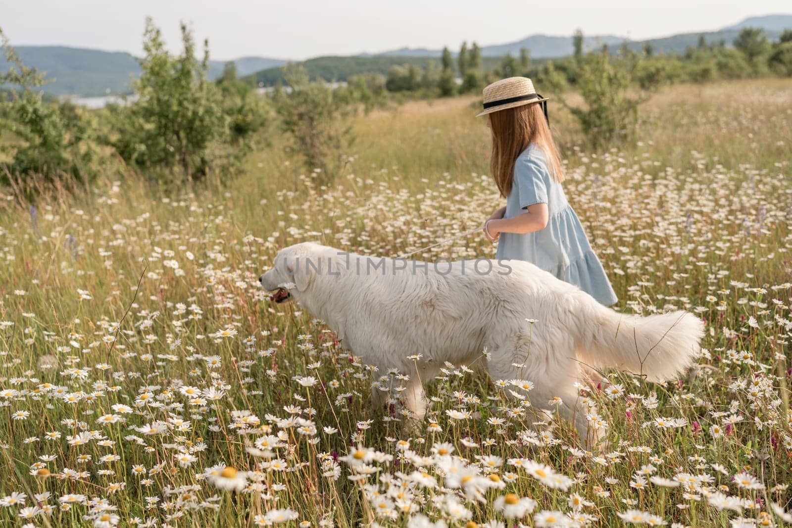 Girl dog meadow chamomile. Child girl embraces her furry friend Maremma Sheepdog in a serene chamomile field, surrounded by lush greenery. Love and companionship between a girl and her dog