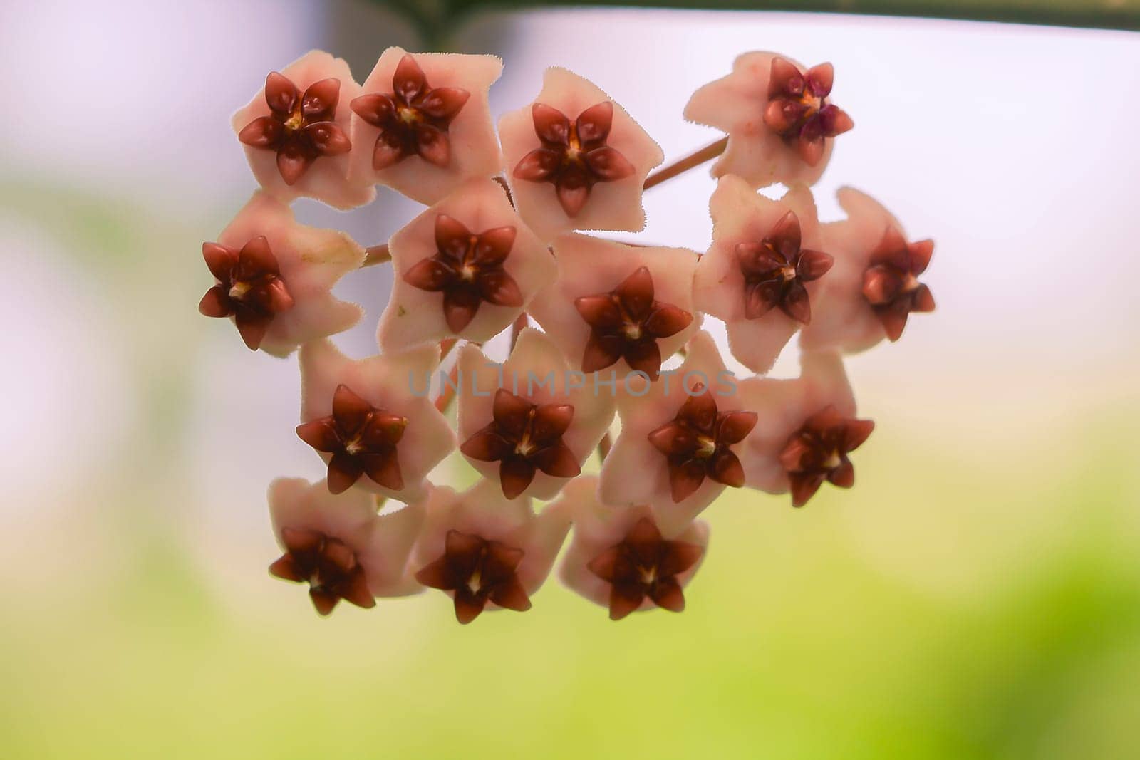 Hoya kerrii found in Thailand by Puripatt