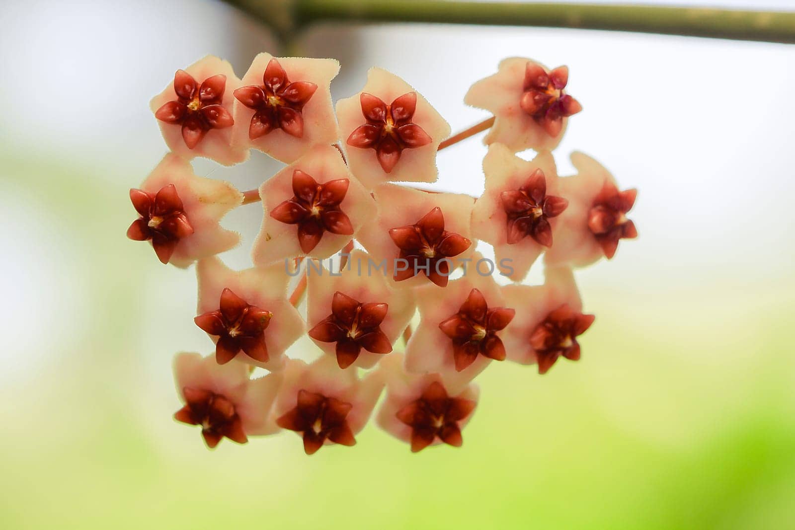 Hoya kerrii found in Thailand by Puripatt