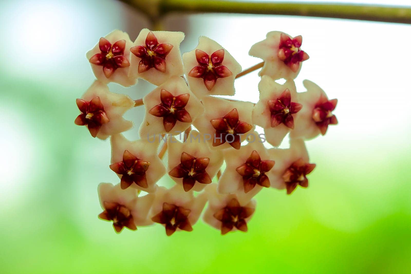 Hoya kerrii found in Thailand by Puripatt