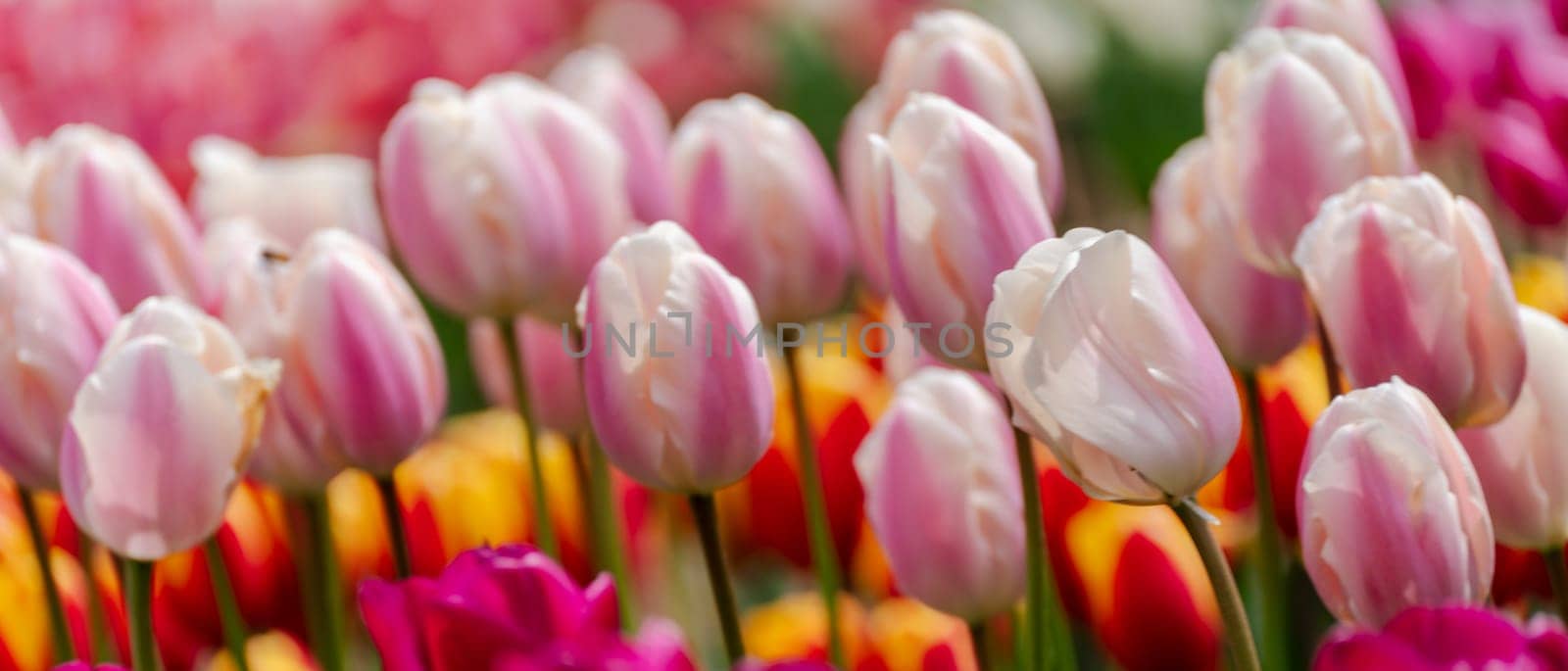 Pink tulips spring blossoming, bokeh flower background, pastel and soft floral card, selective focus by Matiunina