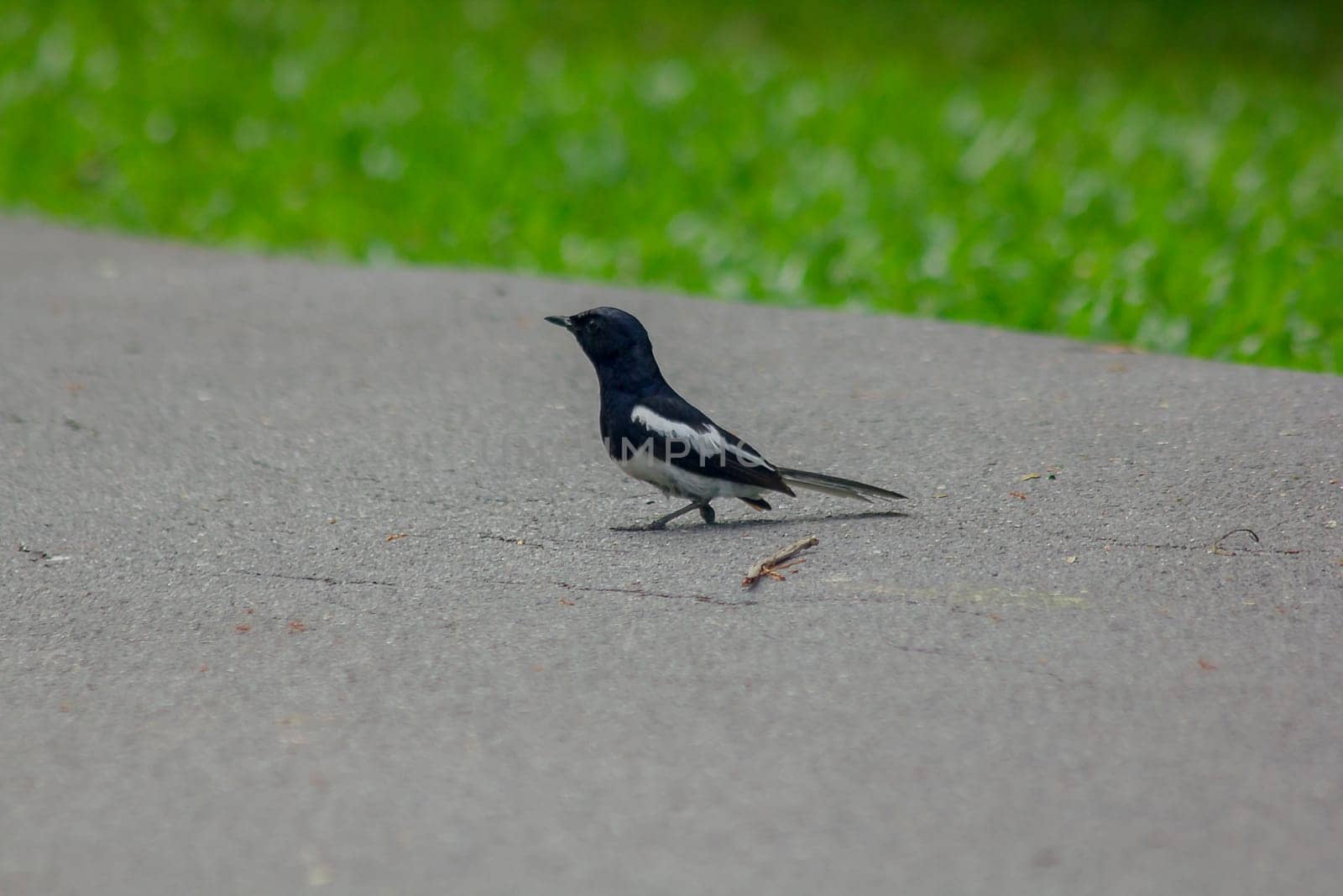 Magpie is on the ground.