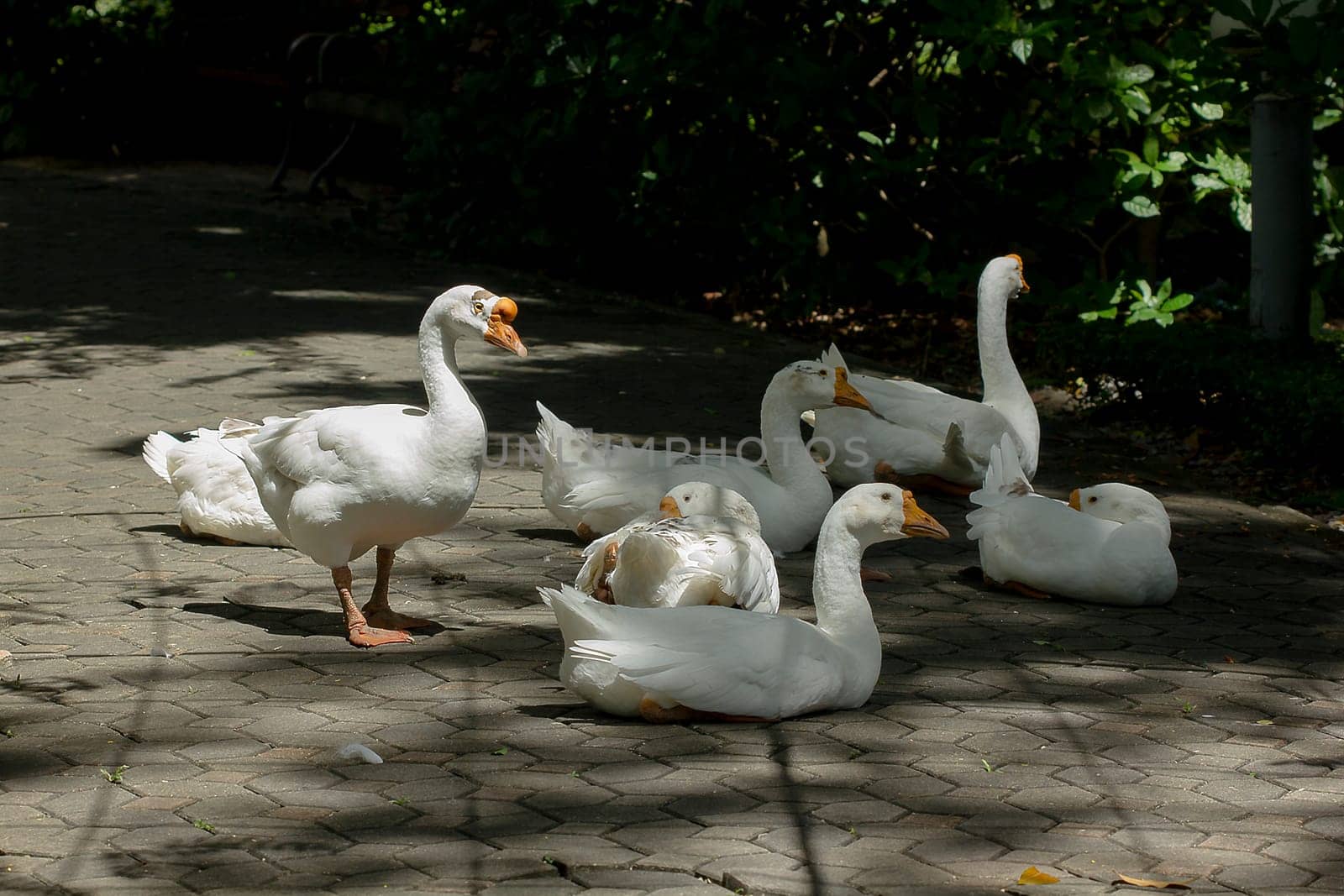 Geese are on the ground under shade trees. by Puripatt