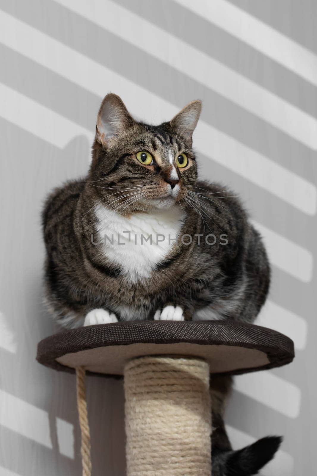 Portrait Cute fat tabby gray cat with green eyes, using gobo mask by galsand