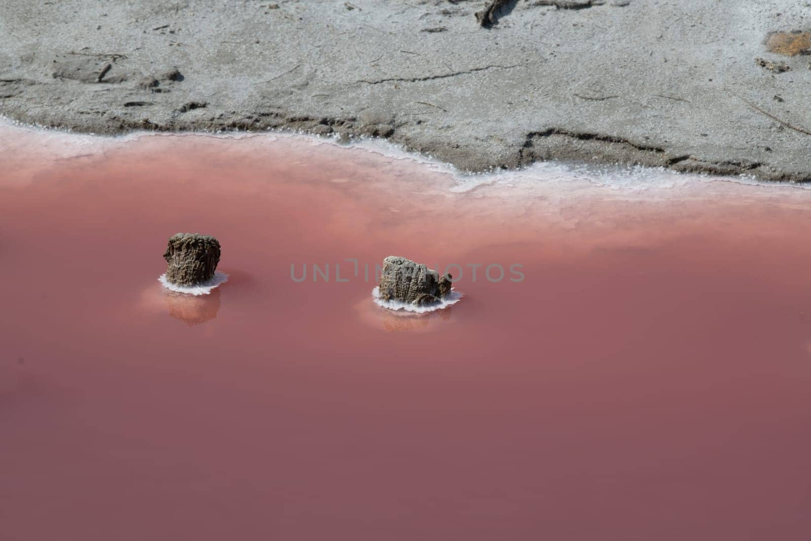 Wooden stakes corroded by salt and pink salt water, Camargue, Salin de Guiraud, France, High quality photo