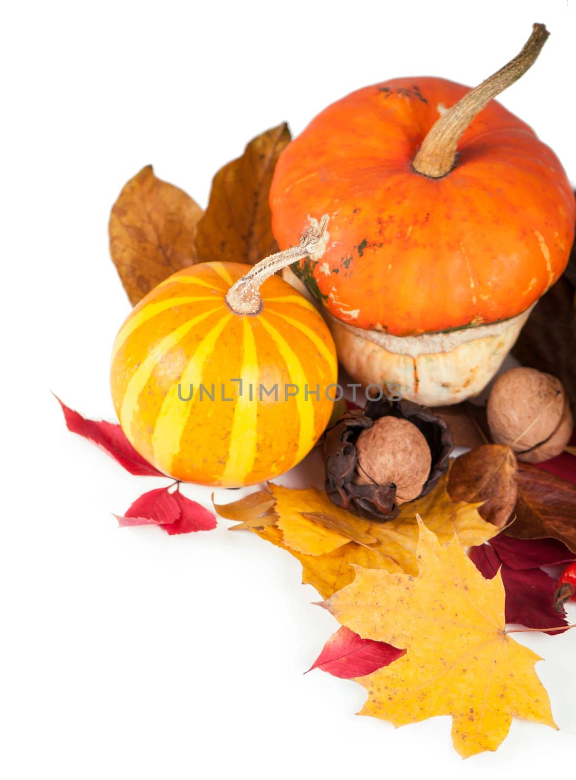 group of pumpkins of different shapes and sizes surrounded by leaves on the white