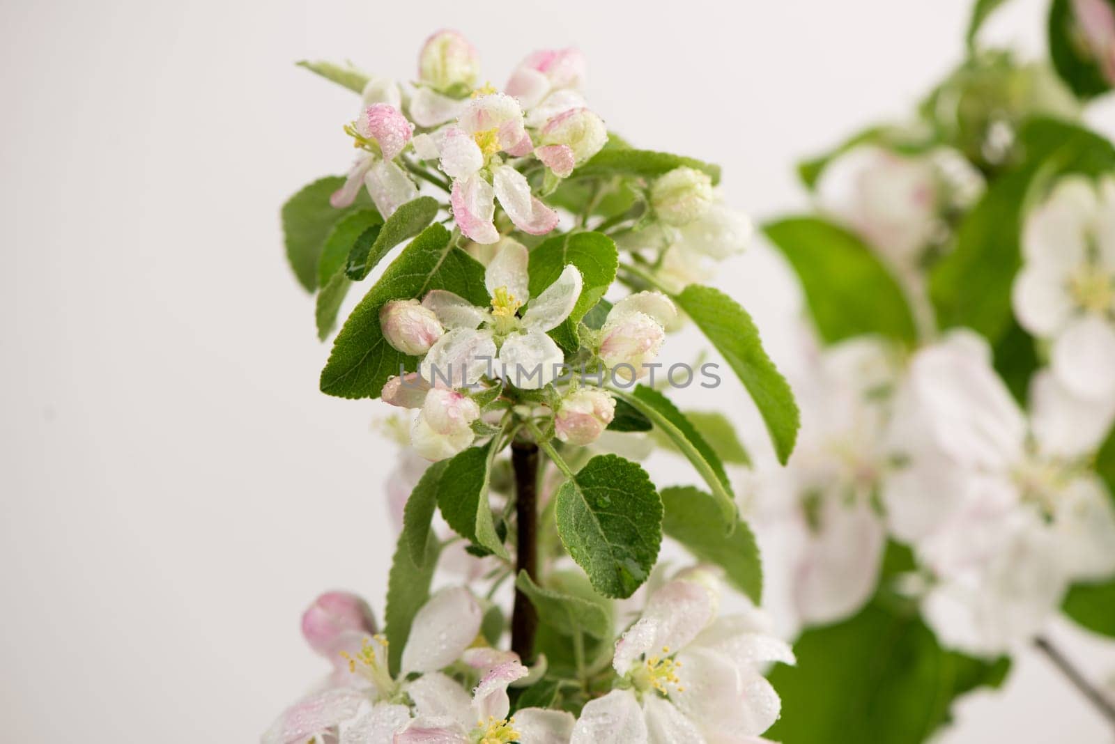 Apple flowers on white background. Spring timelapse of opening beautiful flowers on branches Apple tree. by aprilphoto