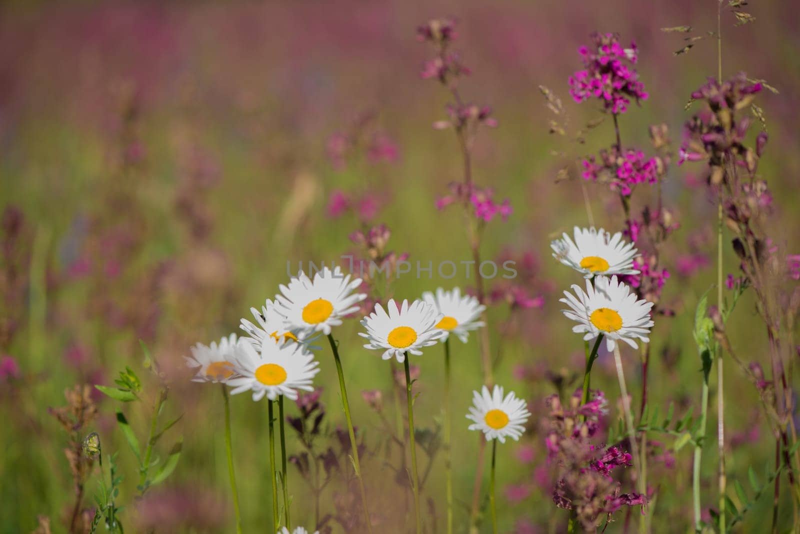 Ivan tea blooms in a meadow among the forest on a sunny day in June.beautiful wildflowers background. summer nature.