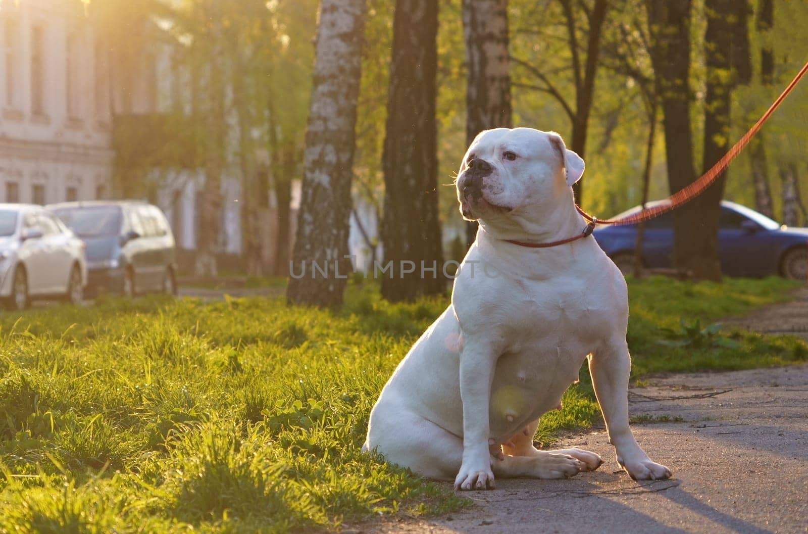 Dog in the city. Animal life, dog walking, large breed dogs. Large dog breed American Bulldog sits on the street by aprilphoto