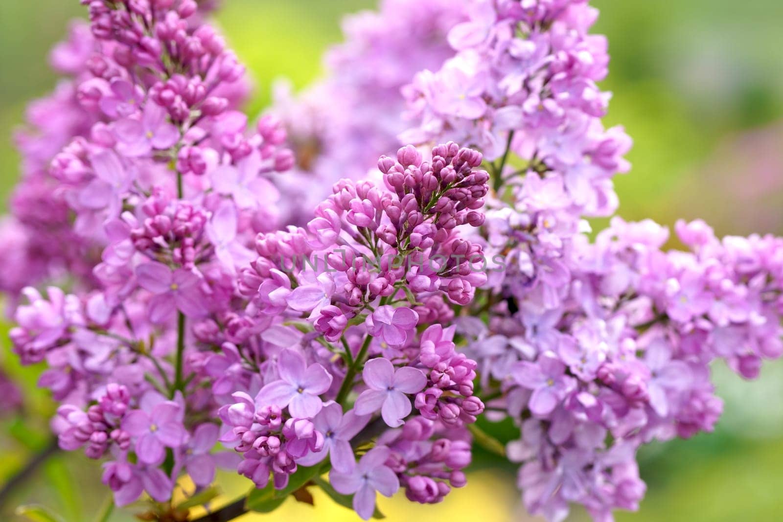 Lilac flowers branch. Floral background natural spring. Blossoming lilac flower bud. spring time color. Beautiful purple petal plant. Summer garden Pink liliac