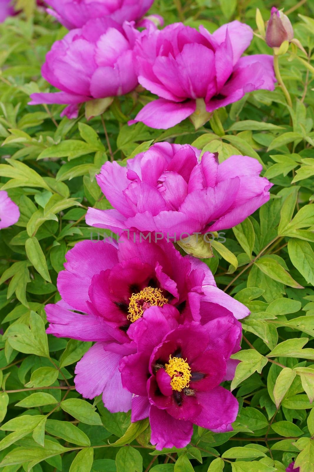 Burgundy large tree peony. Pink Flower of Tree Peony Blooming in the garden. Beautiful Petals of Paeonia sect. by aprilphoto