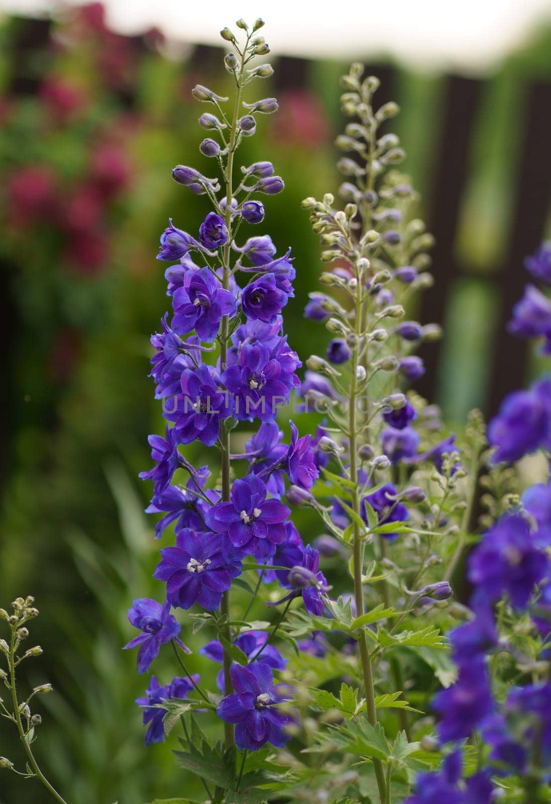 Summer in the garden. The delphinium blooms beautifully. Blue flower is the delphinium in the garden on a natural background by aprilphoto