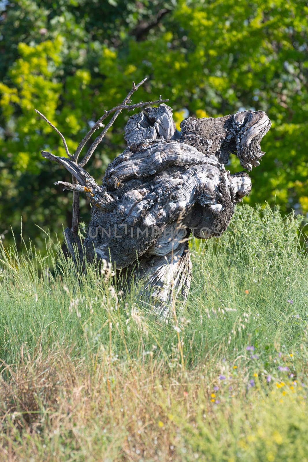 Dead tree in the French campaign, Provence, France, High quality photo