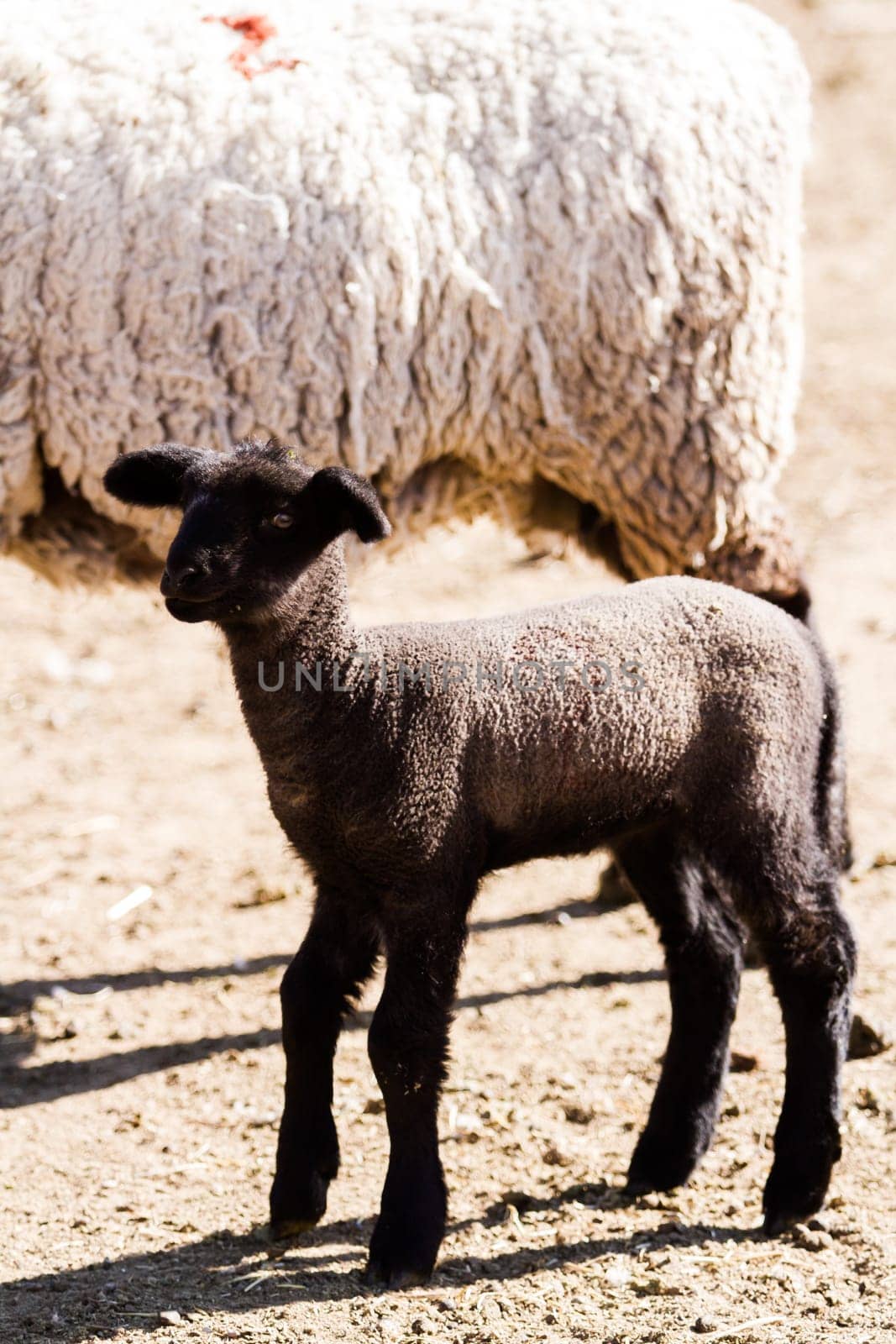 Suffolk sheep with lamb on a local farm in Spring.