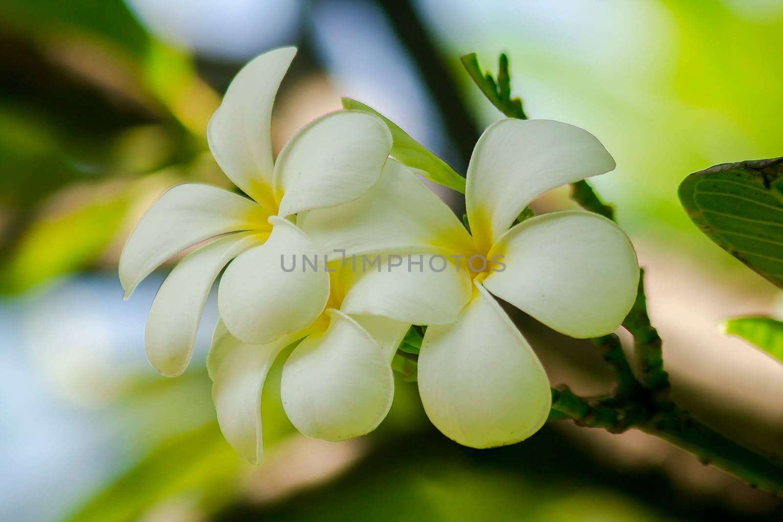 Plumeria white that is blooming Is an ornamental flower that is commonly grown in the garden.