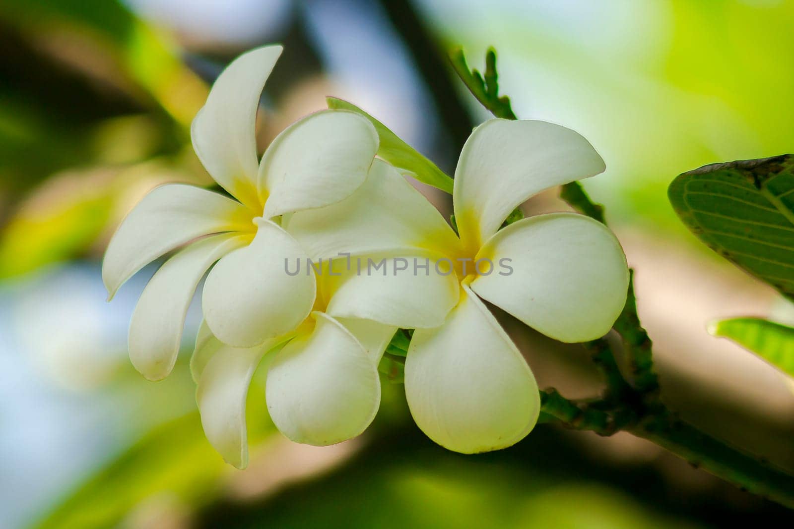 Plumeria white that is blooming Is an ornamental flower that is commonly grown in the garden. by Puripatt