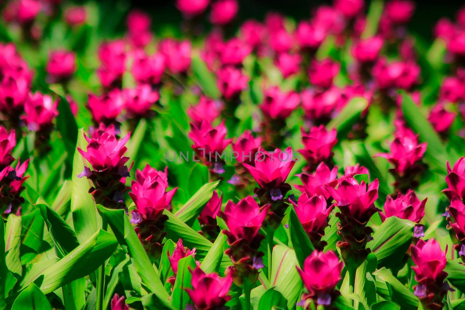 Siam Tulip blossoming pink during the rainy season by Puripatt