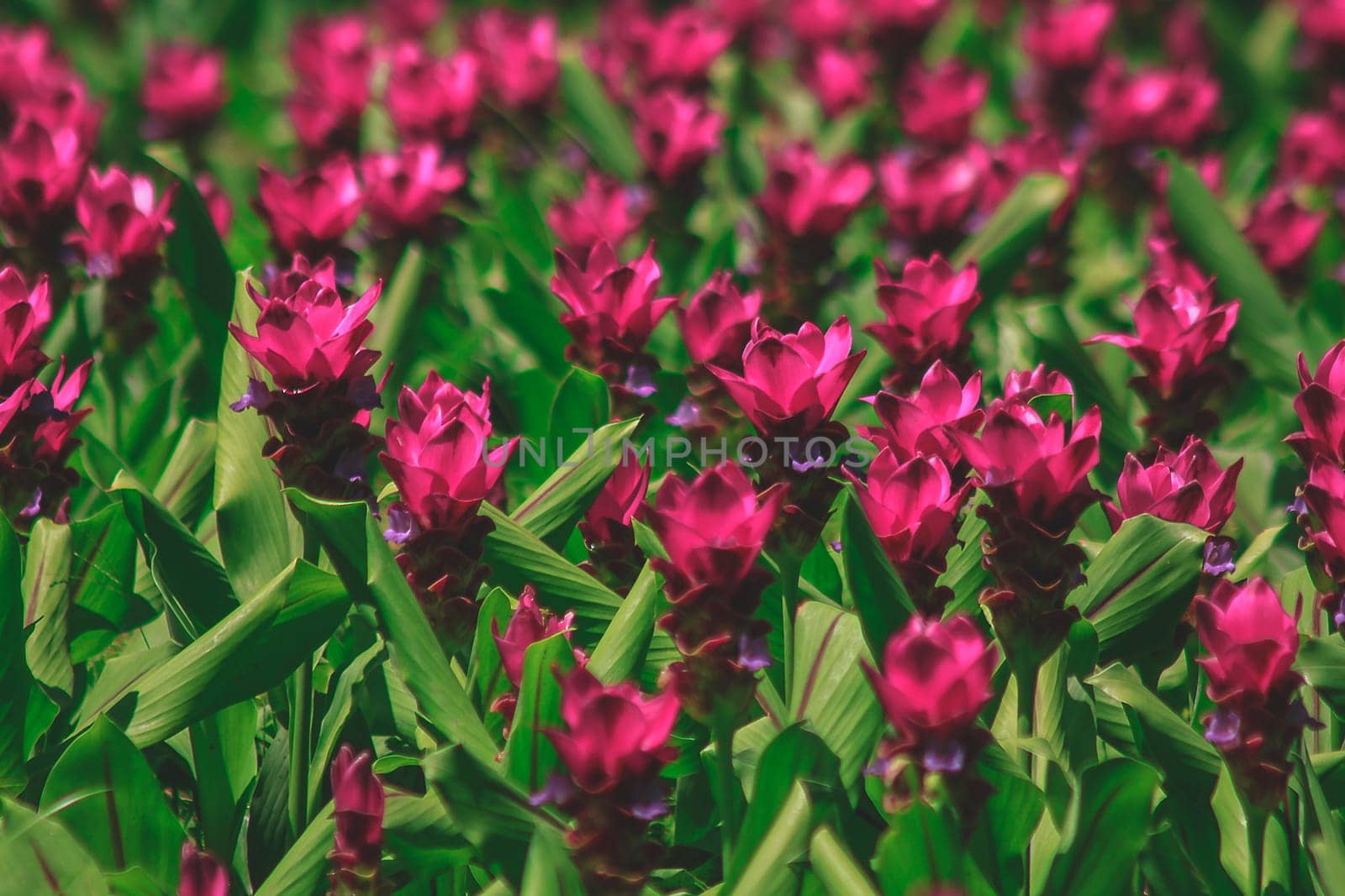 Siam Tulip blossoming pink during the rainy season by Puripatt