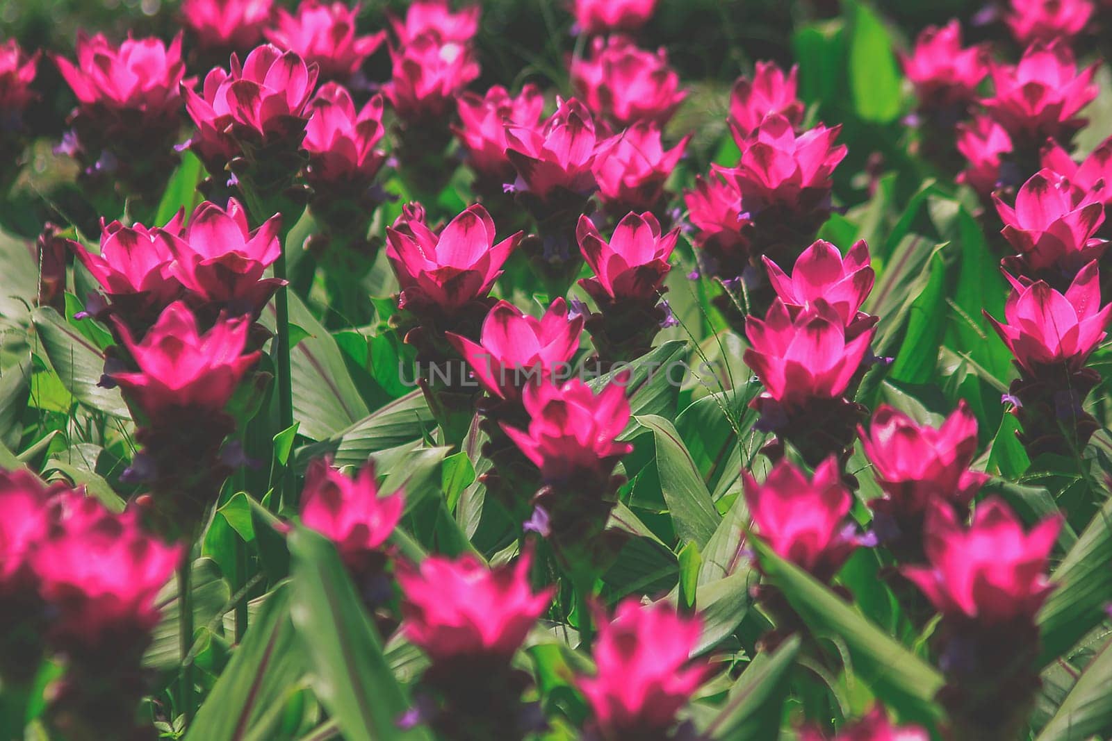 Siam Tulip blossoming pink during the rainy season by Puripatt