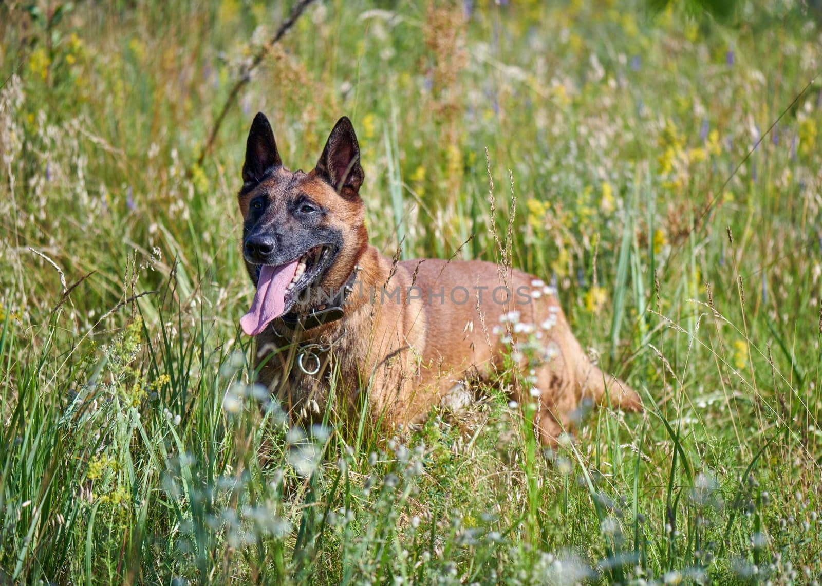 Portrait of a malinois belgian shepherd dog standing in the grass