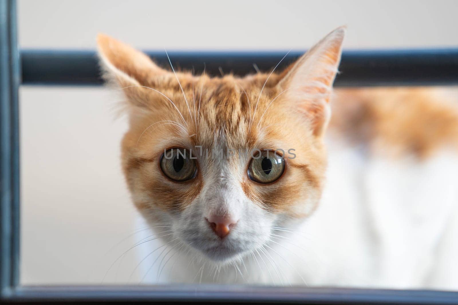 Cute cat headshot while entering room by passing through window looking at camera.