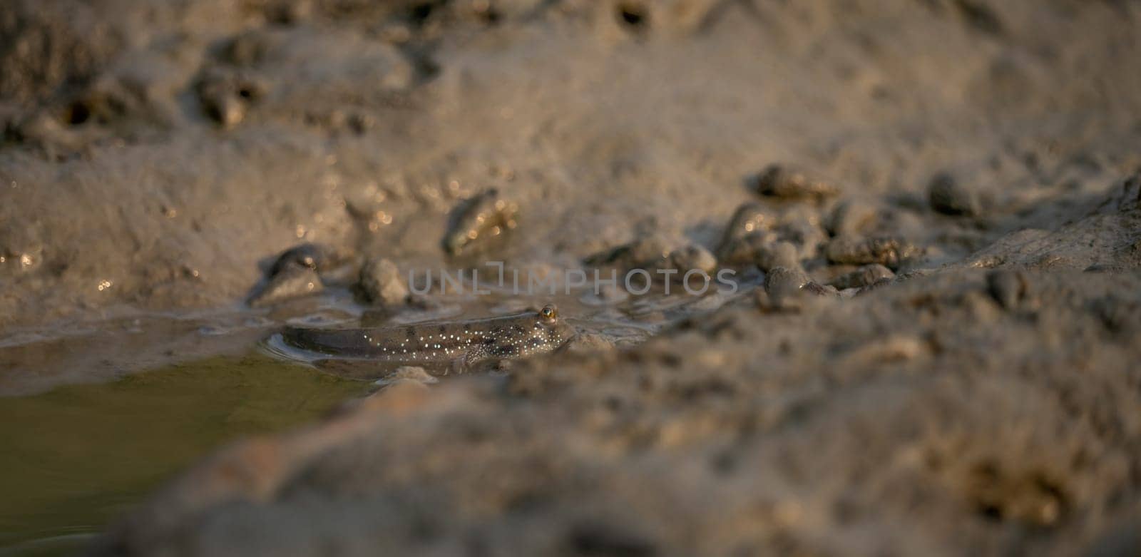 Mudskipper on mud in a serene mangrove swamp. Biodiverse ecosystem. Coastal ecosystem. Biodiverse mangrove habitat. Mudskipper on mud in a coastal wetland. Adaptation in a mangrove ecosystem. by Fahroni