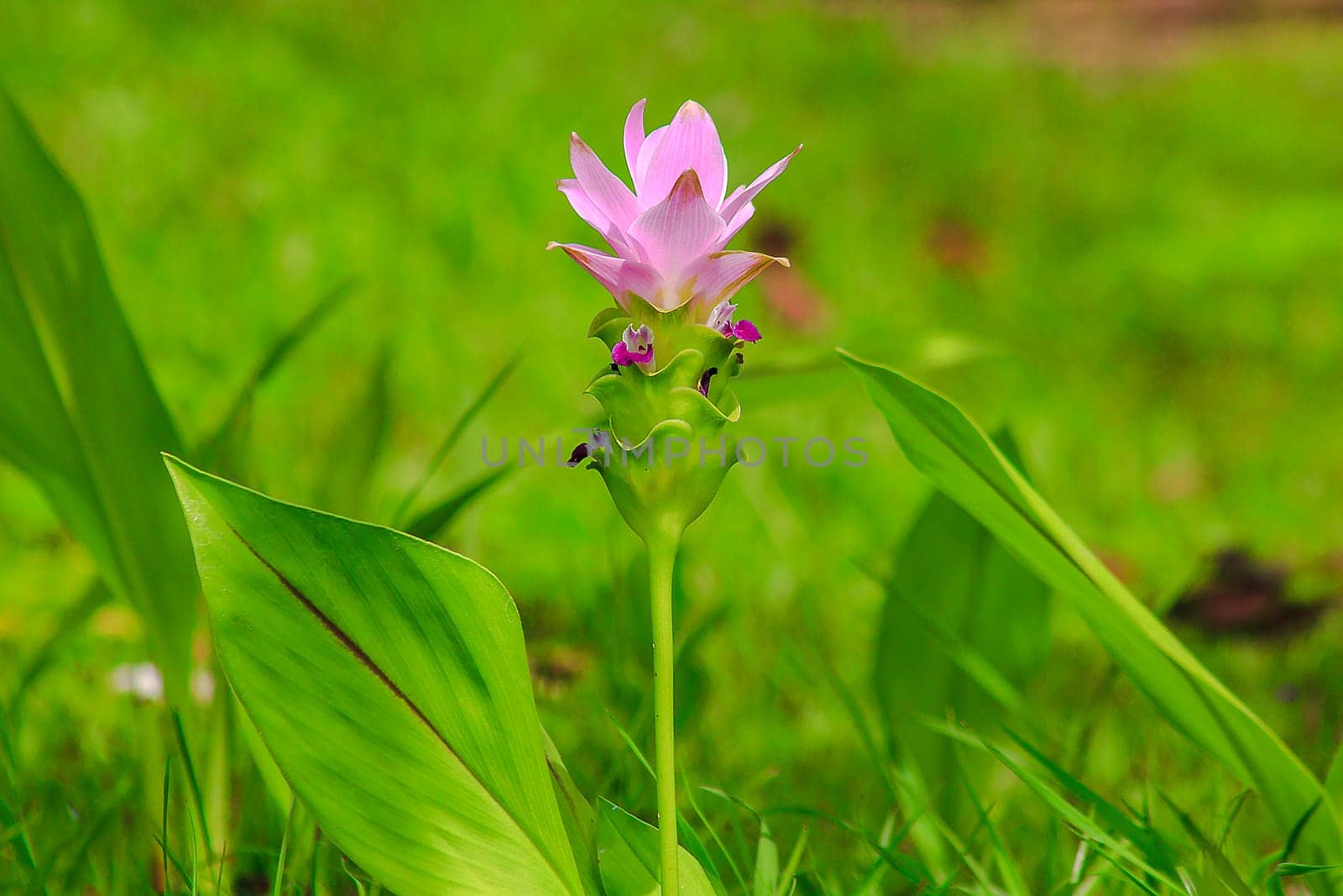 Curcuma sessilis, beautiful purple, is a herbaceous plant