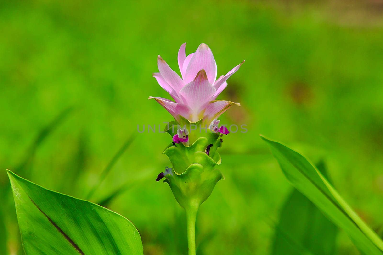 Curcuma sessilis, beautiful purple, is a herbaceous plant by Puripatt