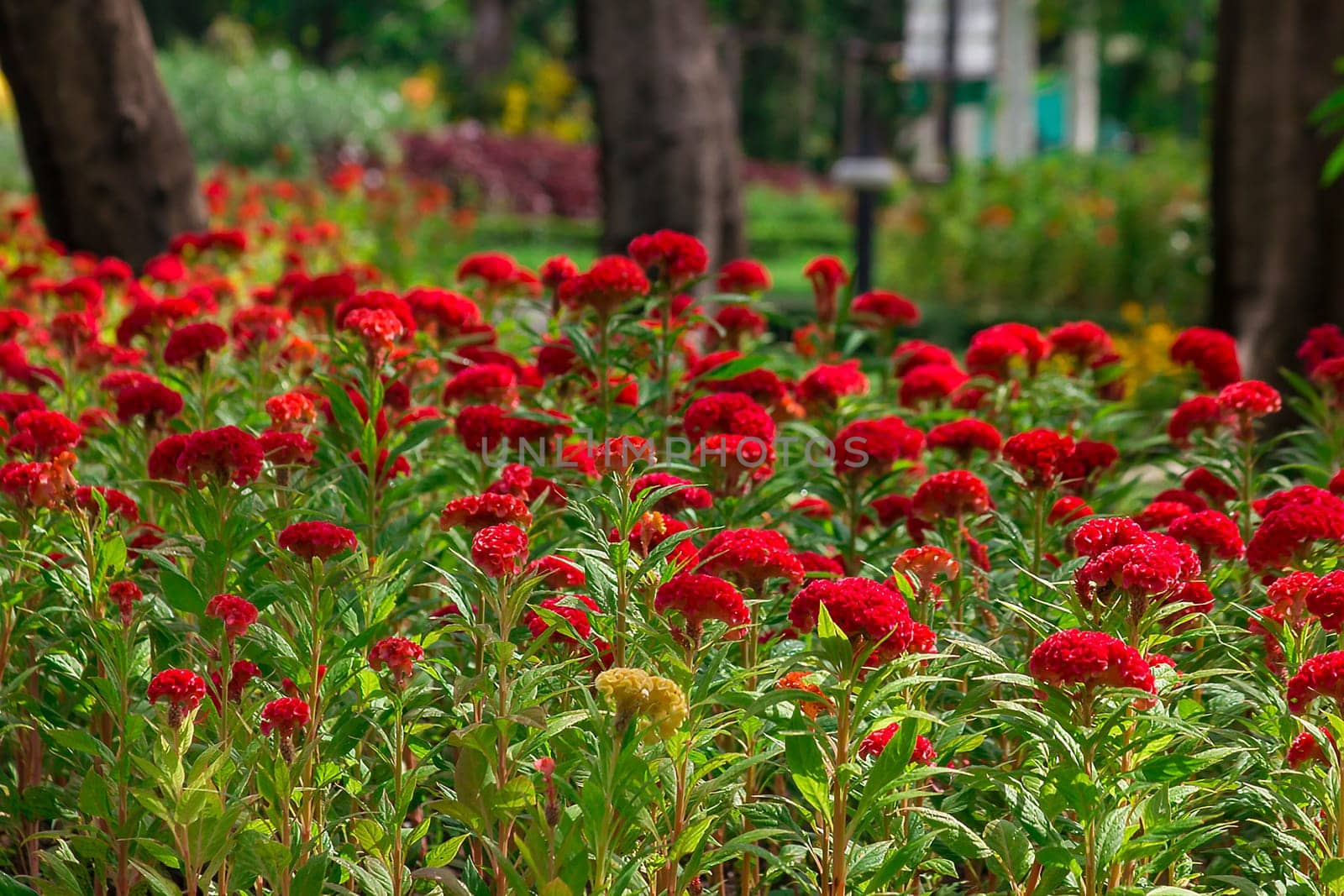 Celosia argentea is a biennial plant, stems erect, single red, red in nature.