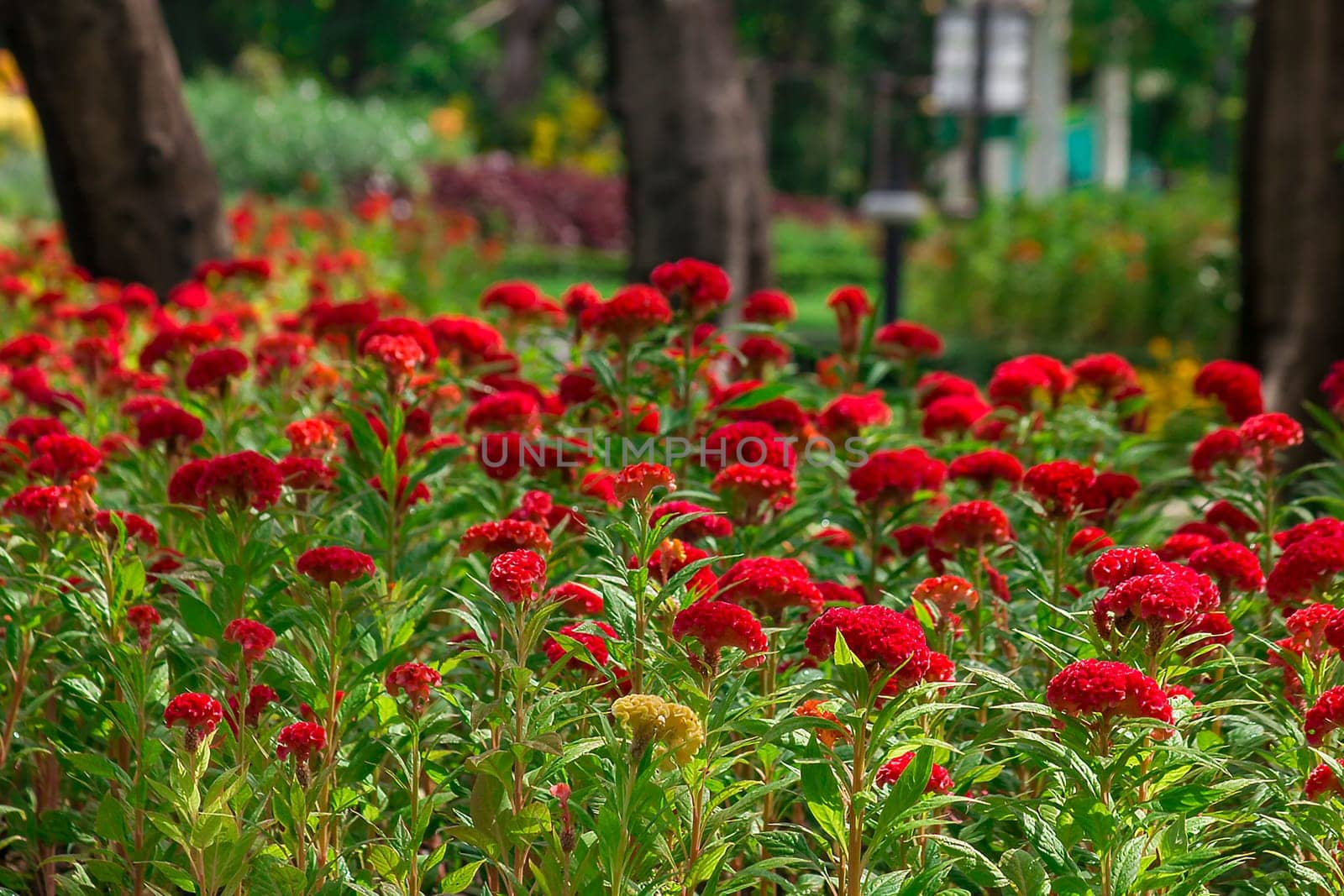 Celosia argentea is a biennial plant, stems erect, single red, red in nature.