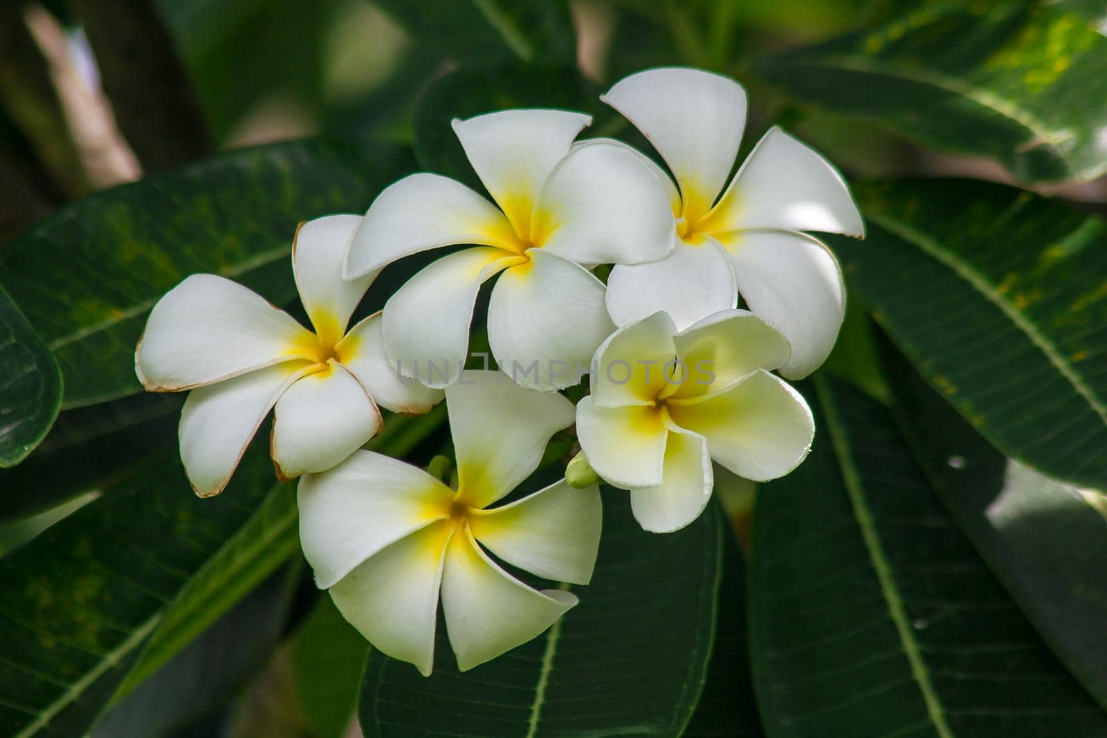 Yellow Frangipani that is blooming in nature by Puripatt