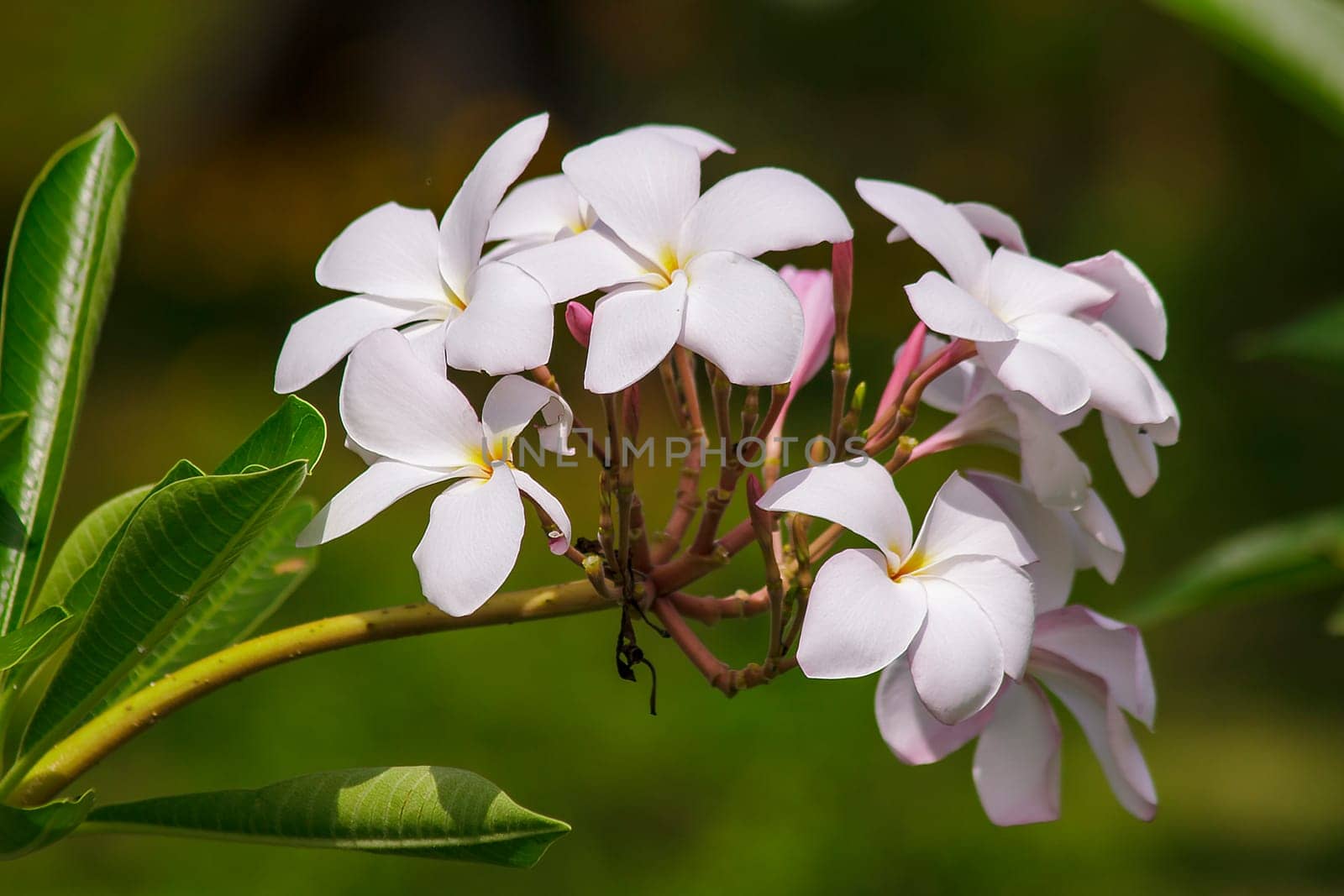 Pink plumeria flowers that are blooming in nature