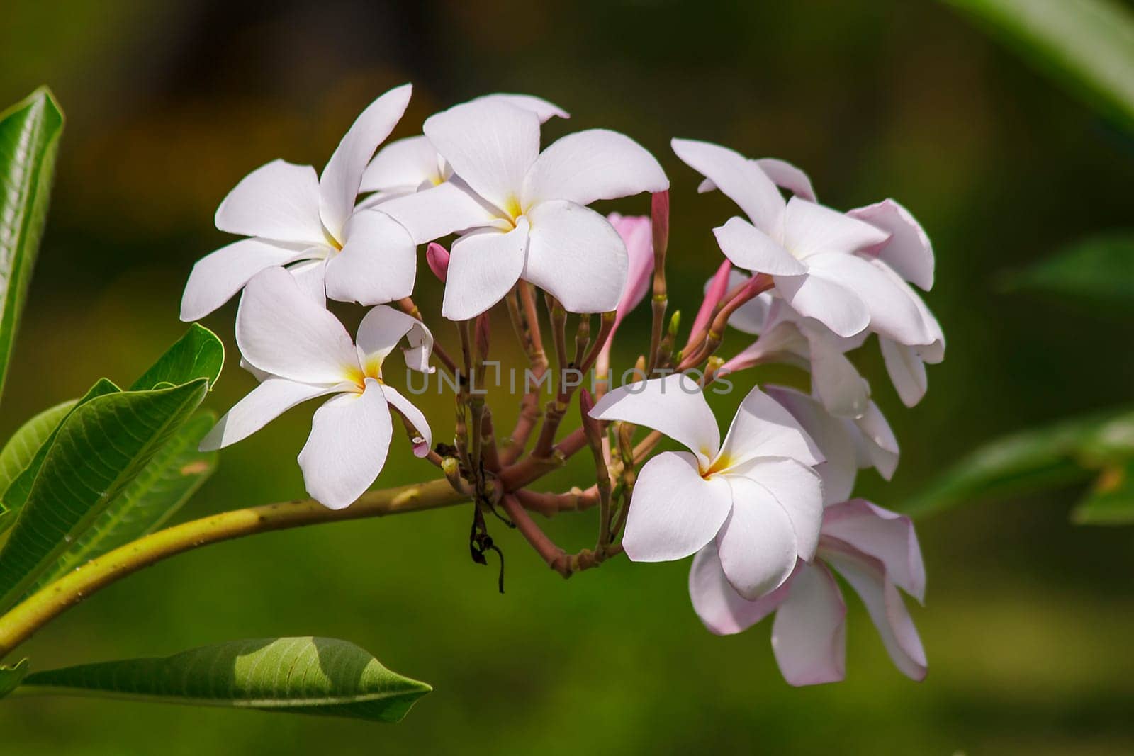 Pink plumeria flowers that are blooming in nature