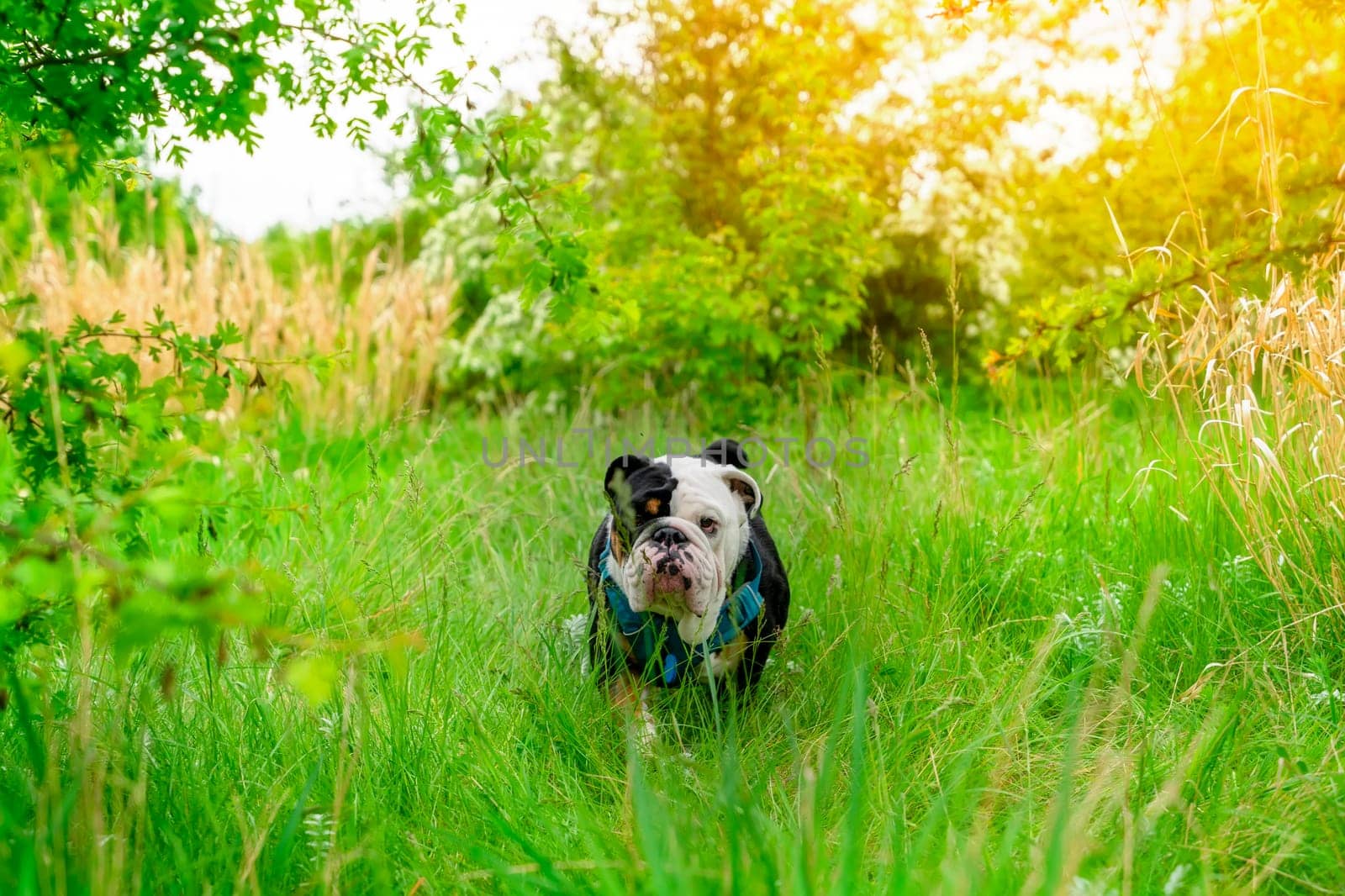 Black tri-color funny sad English British Bulldog Dog out for a walk looking up sitting in the grass in forest on Autumn sunny day at sunset