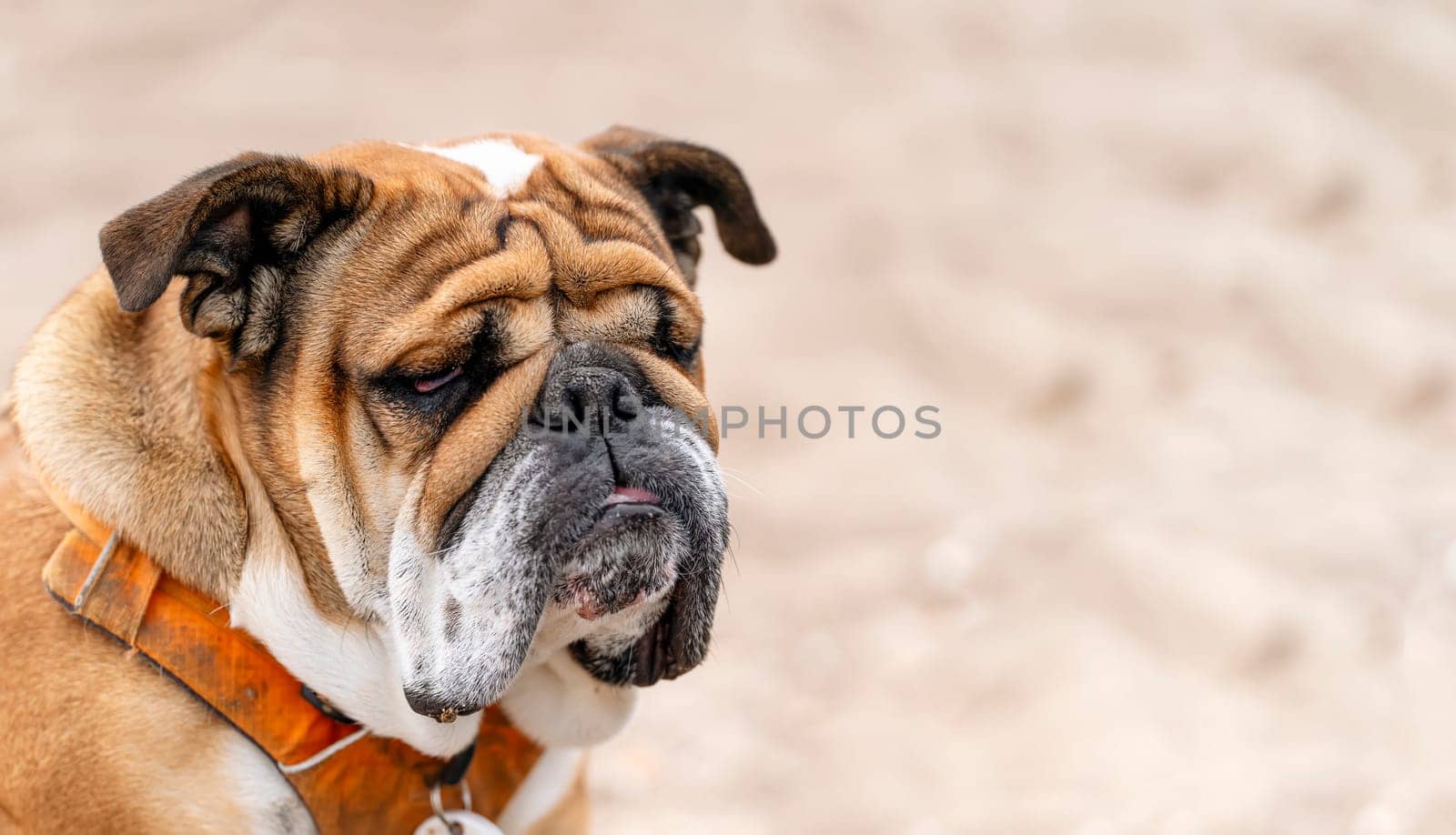 Sad Red english british Bulldog sitting on seaside at sunse in summer by Iryna_Melnyk