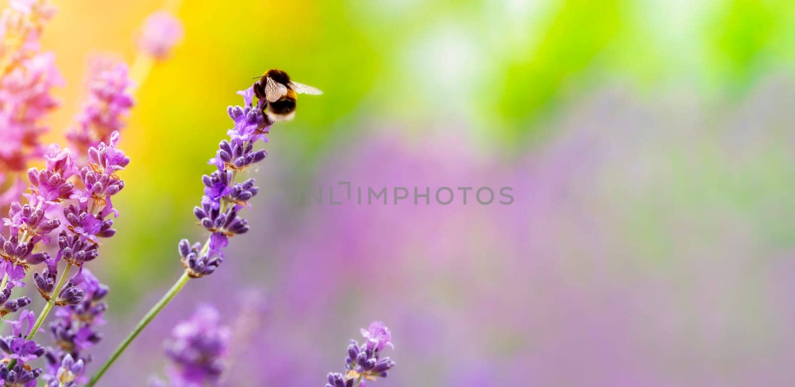 bumblebee on lavender flower  on sunny summer day with copy space  Summer flowers.  Summertime     High quality photo by Iryna_Melnyk