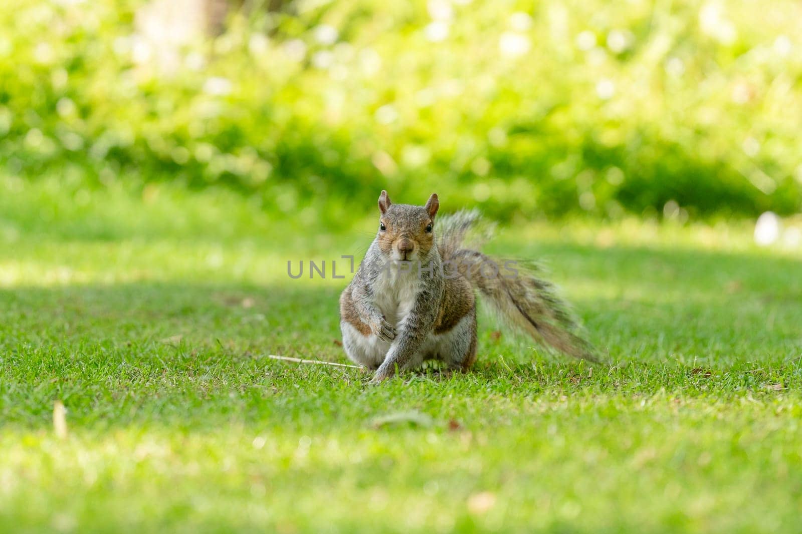 One gray squirrel on the green grass on sunny day in English public park by Iryna_Melnyk