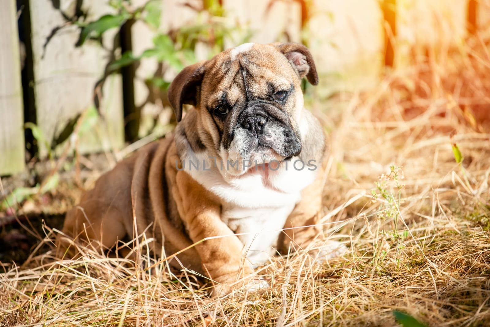 Puppy of Red English Bulldog out for a walk playing, sitting on grass by Iryna_Melnyk