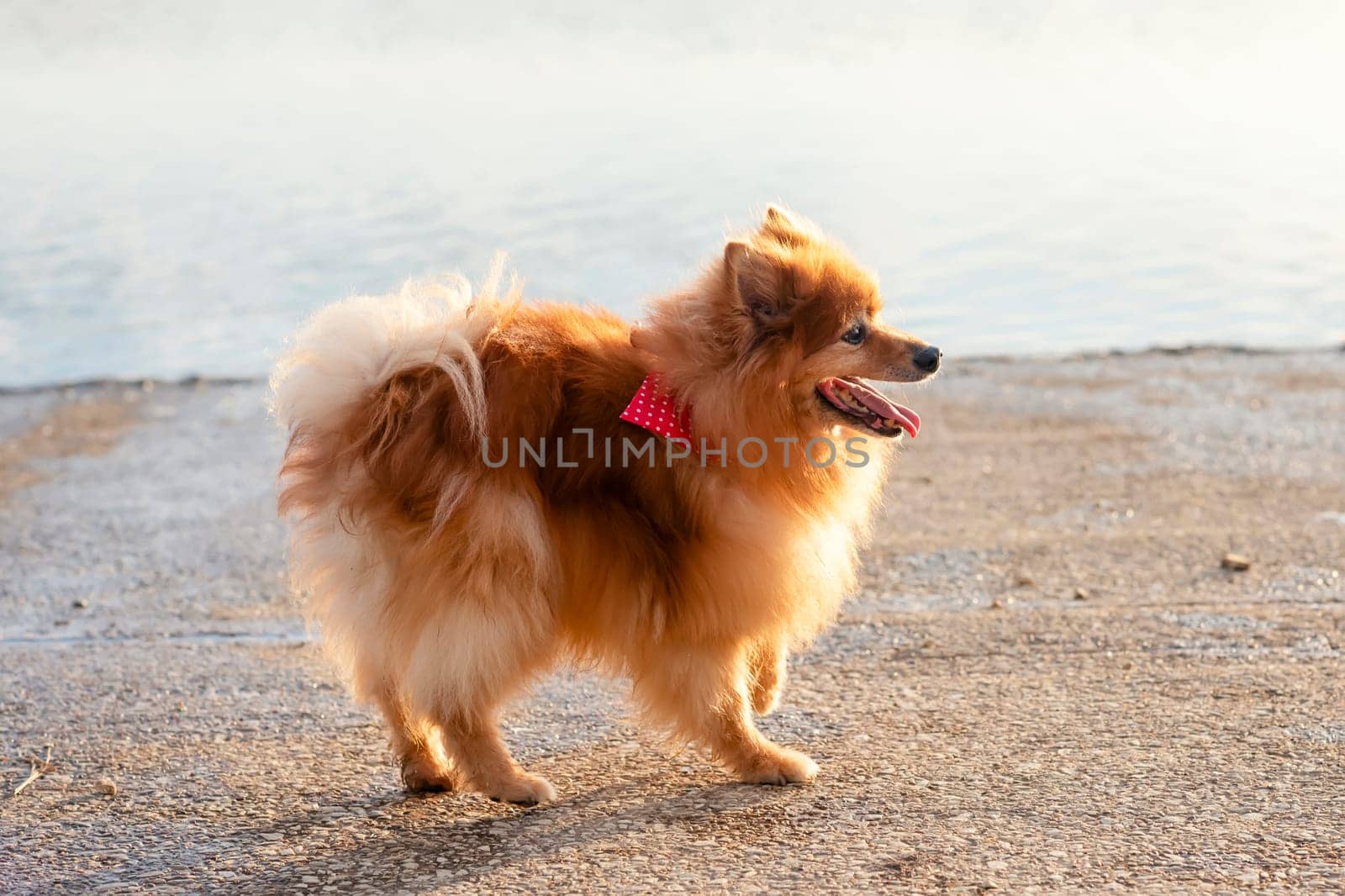 Red Spitz Pomeranian walking on the lake shore by Iryna_Melnyk