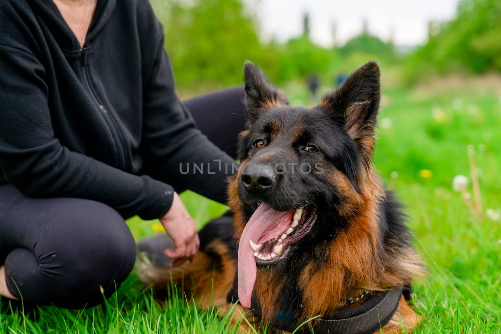 German shepherd dog in harness with owner out for a walk lying, running, walking on the grass in sunny summer day by Iryna_Melnyk