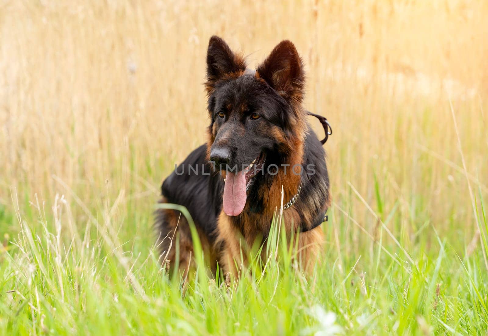 German shepherd dog in harness out for a walk lying, running, walking on the grass in sunny summer day